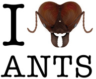 I-heart-ants