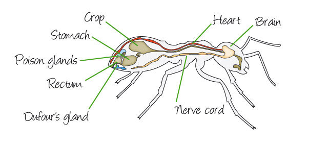 Internal Ant Anatomy | brain, heart, nerve cord, crop, stomach, rectum ...