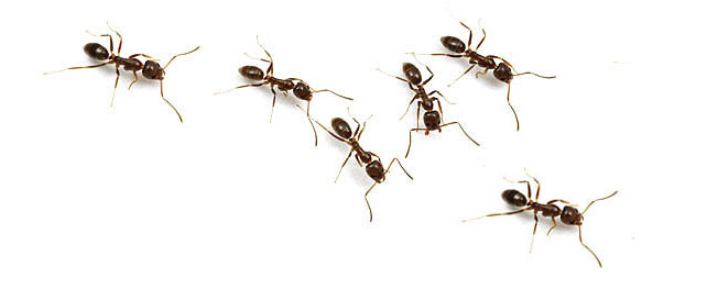 ants-pests-argentine