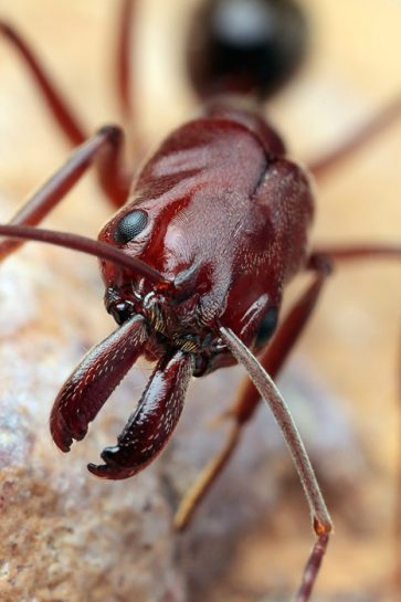 Trap Jaw Ant species Odontomachus bauri. Facts, Identification