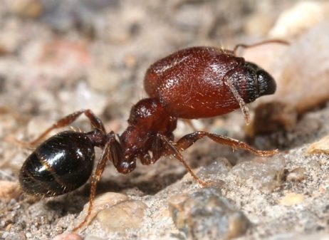 Soldier Ants, Major Workers, Big Head Ants Identification and Facts