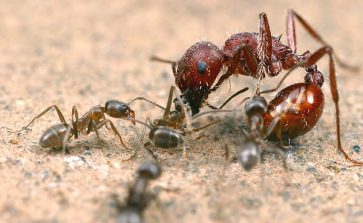 Argentine Ants species Linepithema humile. Facts Identification