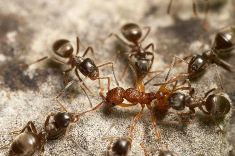 Black Garden Ant species - Lasius niger. Facts, Identification