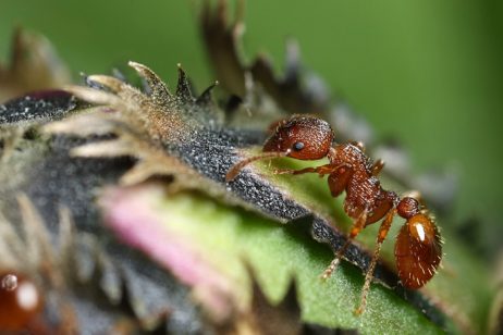 Red Stinging Ant species - Myrmica Rubra. Facts, Identification