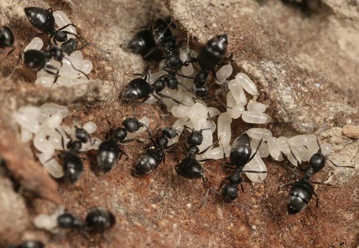 What chemical is used to keep flies, ants, and maggots at Bay in