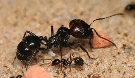 Harvester Ant Species Pogonomyrmex barbatus. Facts