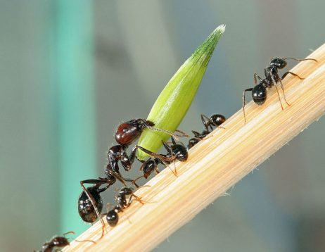 Harvester Ant Species Pogonomyrmex barbatus. Facts